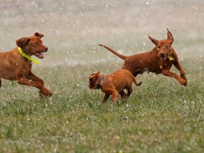 animal nutrition, food, feed starch