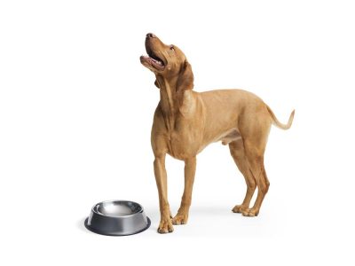 animal nutrition, dog feed