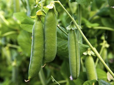 bio, vegetable, pea, proteins, peaproteins