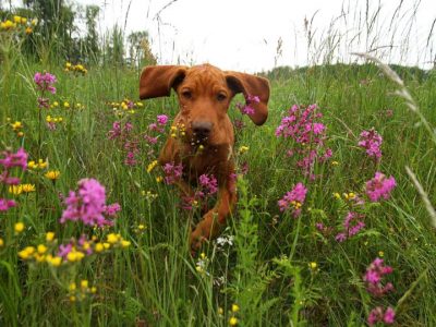 happy dog. premium sustainable igredients plant based proteins pet food