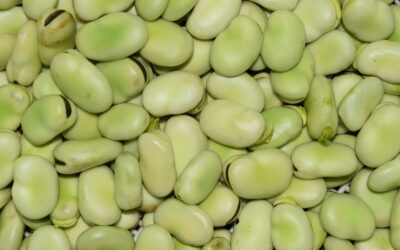 austrion-faba-beans