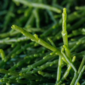 Salicornia Powder – Bild 4
