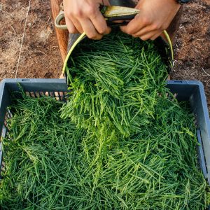 Salicornia Powder – Bild 2